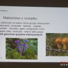 zdjęcie nr 39