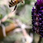 zdjęcie nr 16