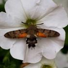 Fotka nr 3 z 63