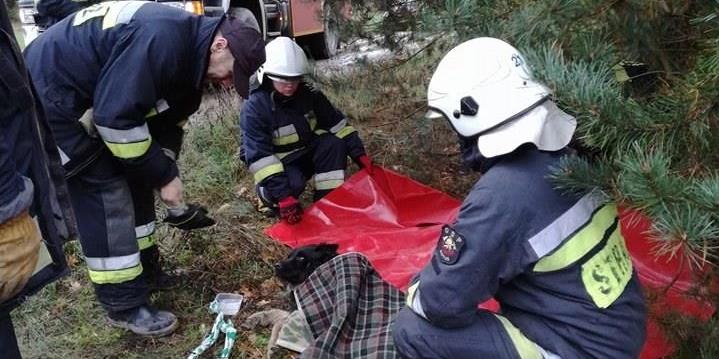 Strażacy przygotowują psa do przetransportowania do lecznicy