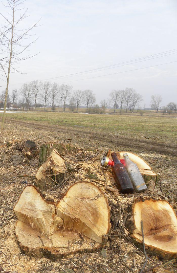 Po drzewach zostały tylko pieńki...fot. Dariusz Kuziak - fot. 