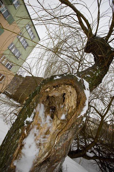 Wierzba przy ul. Woszczerowicza 3. Nie można jej ściąć, bo z wnioskiem o to muszą wystąpić wszyscy właściciele 
terenu, czyli mieszkańcy, którzy wykupili lokale w okolicznych blokach. - fot. 