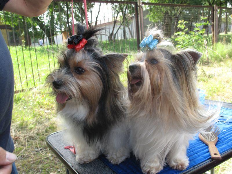 Furorę robiły pieski rzadkiej odmiany popularnych yorczków: biewer yorkshire terrier a”la pom pon. Fot. Mariola Zaczyńska - fot. 