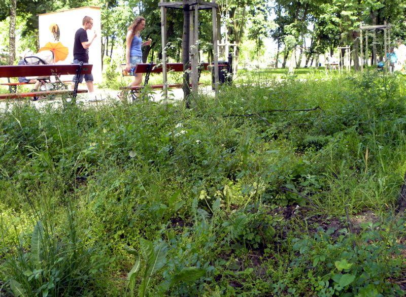 Tak tego lata wyglądają klomby kwiatowe w parku miejskim. Fot. PGL - fot. 