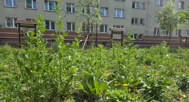 O parku kieszonkowym przy ul. Młynarskiej w Siedlcach: „Mam w nosie taką łąkę kwietną”
