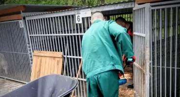 Osadzeni pomagali w schronisku dla psów w Sokołowie Podlaskim. To element resocjalizacji