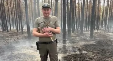 Po wielkim pożarze w powiecie mińskim znaleźli osierocone koźlę. Matka nie przeżyła