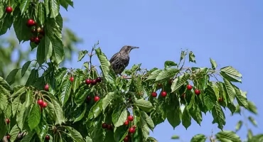 Nocne huki pod Siedlcami. Czy mają związek z sezonem na dojrzewające w sadach owoce?