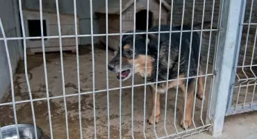 Zaniedbane i chore psy na posesji pod Garwolinem. Właścicielce grozi do 5 lat więzienia