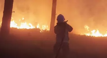 Lasy jak zapałki